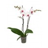 Orhidee phalaenopsis alba