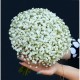 Buchet gypsophila alba
