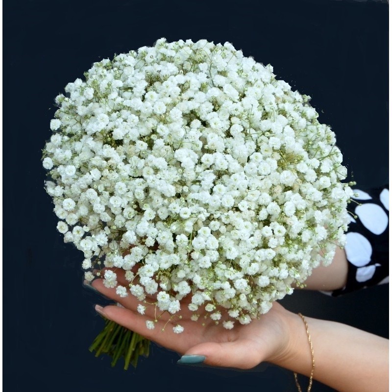 Buchet gypsophila alba