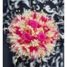 Buchet Laura cu flori conservate