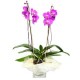 Orhidee phalaenopsis 