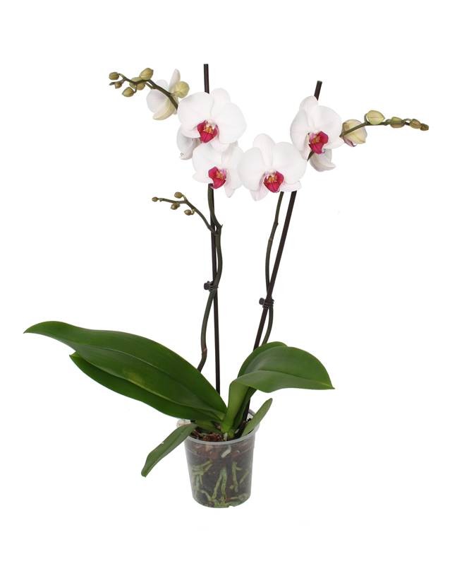 Orhidee phalaenopsis 