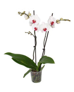 Orhidee phalaenopsis 