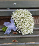 Buchet gypsophila alba