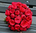 Buchet cu miniroze Piano Red
