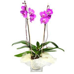 Orhidee phalaenopsis 