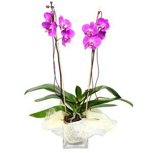 Orhidee phalaenopsis 